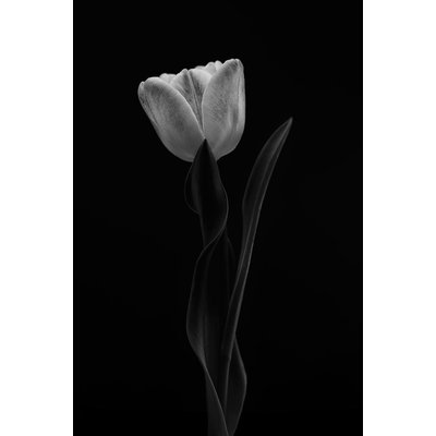 Tableau fleurs femme tulipe HEXOA
