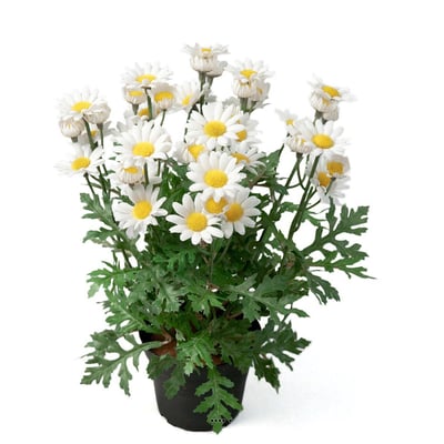 Marguerite artificielle en pot H 30 cm ARTIFICIELLES