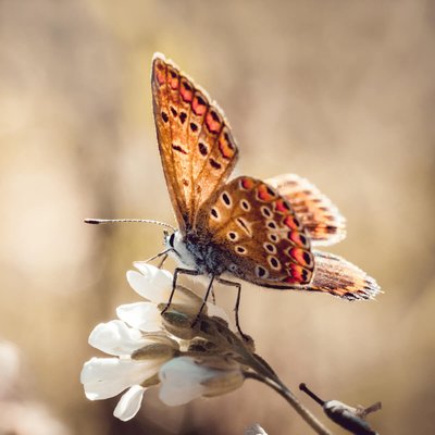 Tableau Mural Papillon Rouge FLEUR CEANOTHE