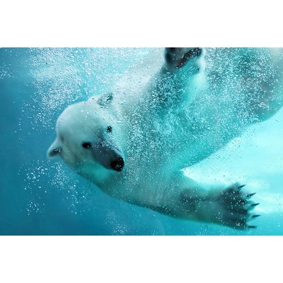 Tableau ours blanc en plein plongeon HEXOA