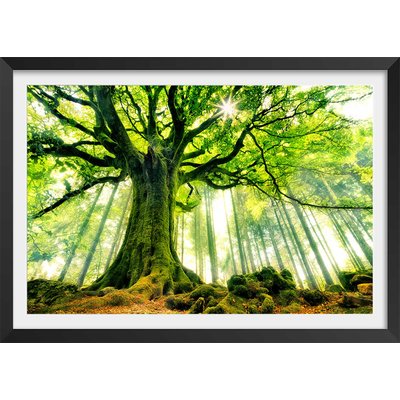 Affiche nature l 'hêtre de ponthus HEXOA