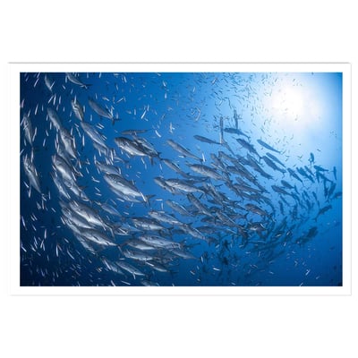 Affiche poisson Carangue HEXOA