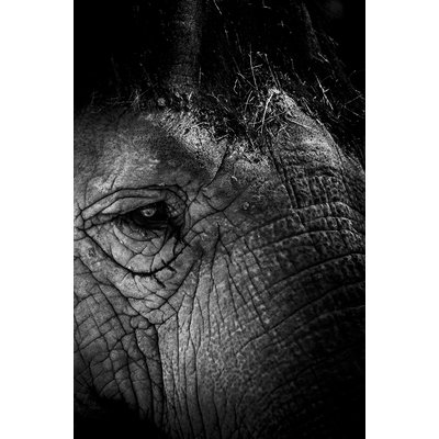 Tableau eléphant close up HEXOA