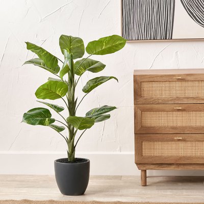 120cm Elephant Ear Plant in Pot SO'HOME