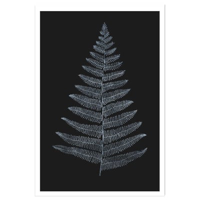 Poster fougère royale blanche HEXOA