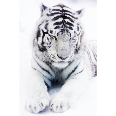 Tableau mural portrait tigre blanc CEANOTHE