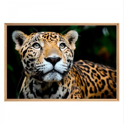 Tableau Mural Mat Encadré Leopard ANIMAUX CEANOTHE