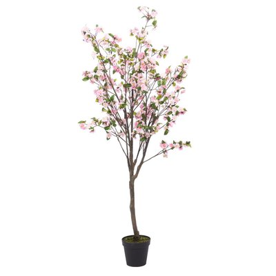 Cerisier   200 cm  -SUPERBA AMADEUS