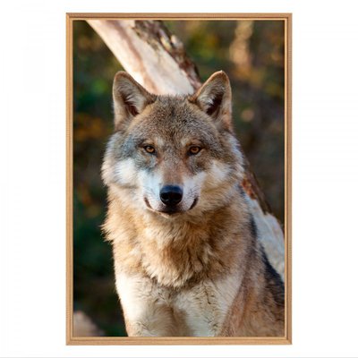 Tableau mural mat encadré grey wolf CEANOTHE