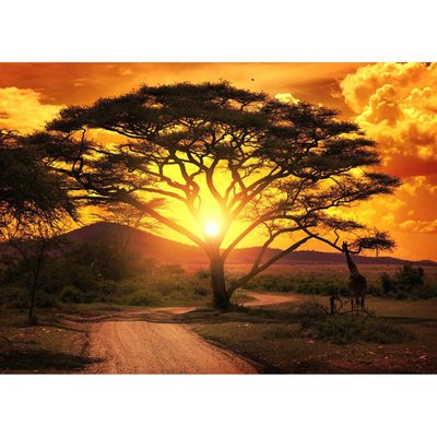 Tableau Mural Savane Au Coucher Du Soleil GRANDS ESPACES CEANOTHE
