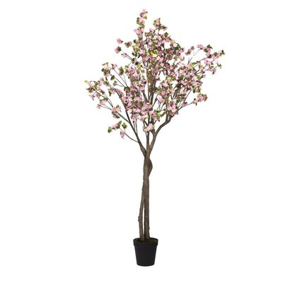 Cerisier   280 cm  -SUPERBA AMADEUS