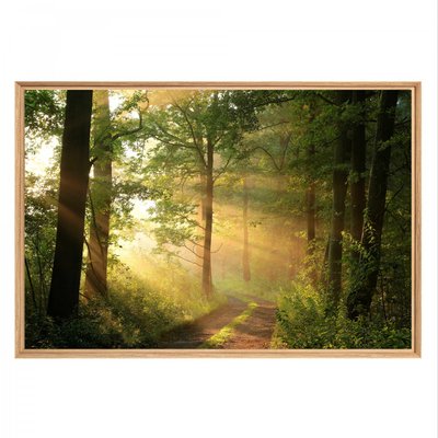 Tableau Mural Mat Encadré Rayon De Soleil FORÊT CEANOTHE