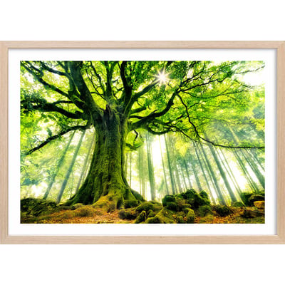 Affiche nature l 'hêtre de ponthus HEXOA