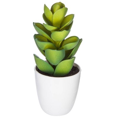 Plante succulente & cactus ATMOSPHERA