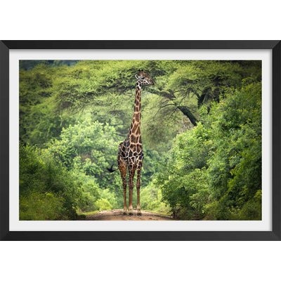 Affiche Girafe inattendue HEXOA