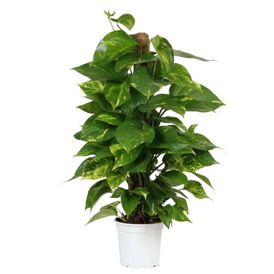 Planta Scindapsus aureum, da BIOMA BIOMA PLANTS