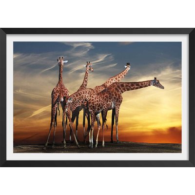 Affiche animaux girafes meeting HEXOA
