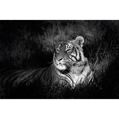 Tableau tigre HEXOA