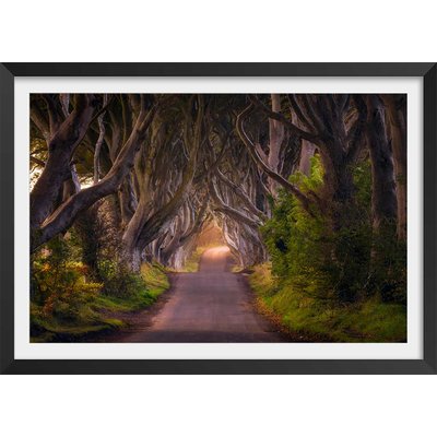 Affiche nature arbres enchanteurs HEXOA