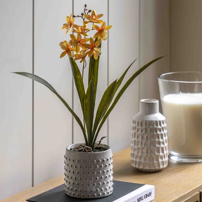 40cm Orange Orchid in White Ceramic Dot Pot ÉDITÉ
