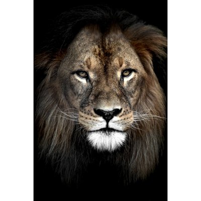 Tableau mural lion dans l'ombre CEANOTHE