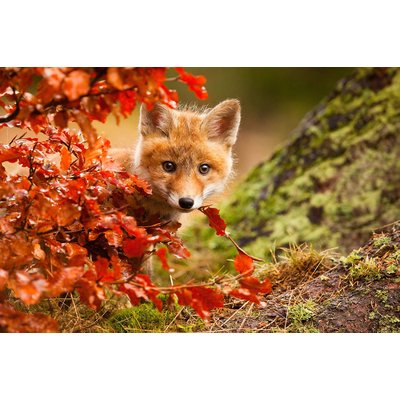 Tableau animaux renard HEXOA