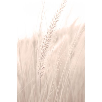 Tableau blé poudré HEXOA