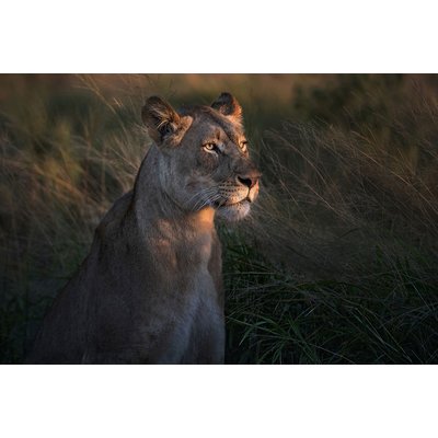 Tableau Lionne au crepuscule HEXOA