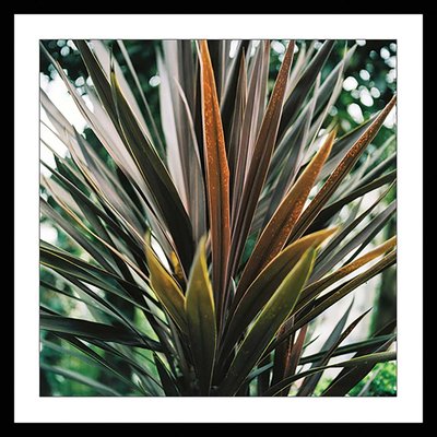 Affiche fleur de yucca et forêt tropicale HEXOA