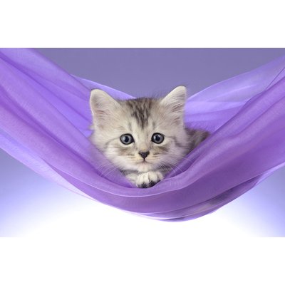 Tableau animaux chat HEXOA