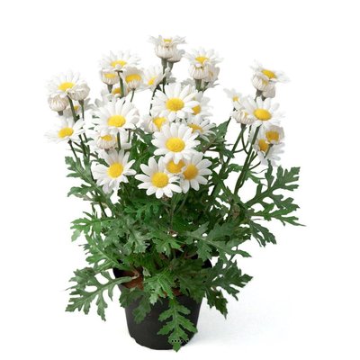 Marguerite artificielle en pot H 30 cm ARTIFICIELLES
