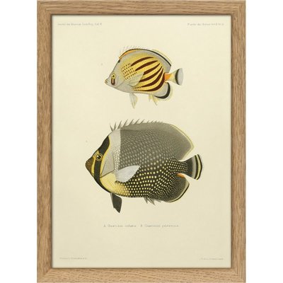Petit tableau poissons vintage  Chaetodon THE DYBDAHL CO