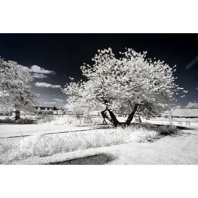 Tableau paris jardin blanc comme neige HEXOA