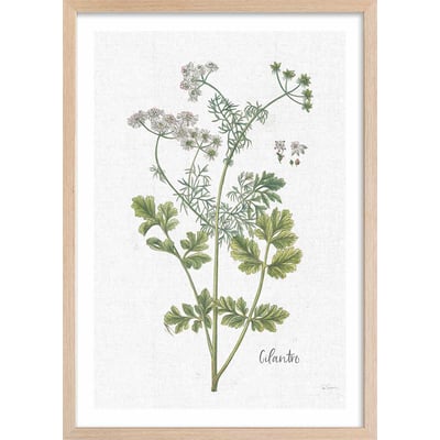 Affiche fleurs Coriandre dessinée HEXOA