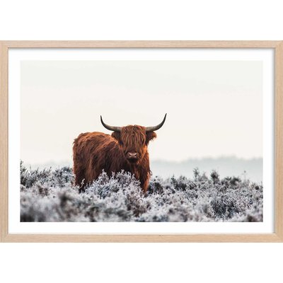 Poster highland sous la neige HEXOA