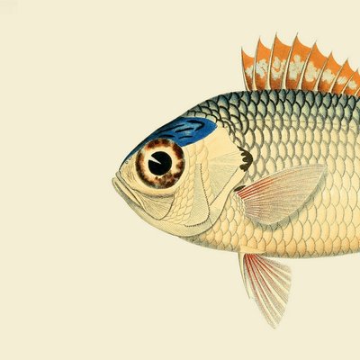 Affiche tête de poisson THE DYBDAHL CO