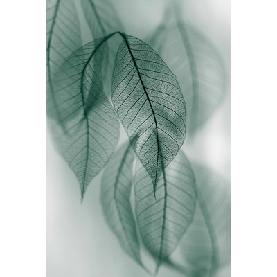 Tableau feuille leaf HEXOA