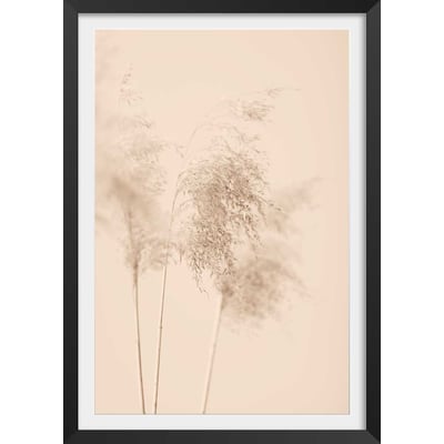 Affiche  des champs sauvages HEXOA