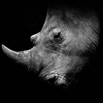 Tableau Sur Toile Portrait Rhinocéros De Profil ANIMAUX CEANOTHE