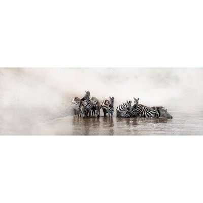 Tableau Sur Toile Les Zèbres ANIMAUX CEANOTHE