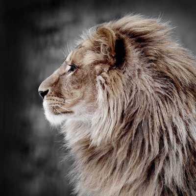 Tableau mural lion de profil CEANOTHE