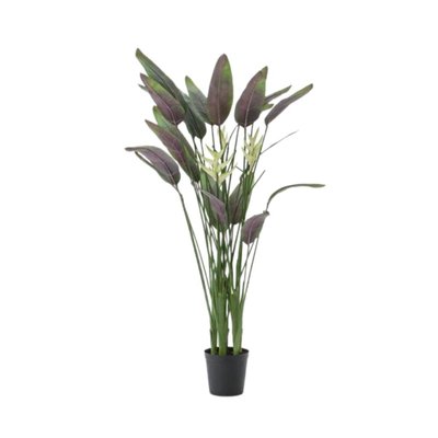 Heliconia pot 180 cm AMADEUS