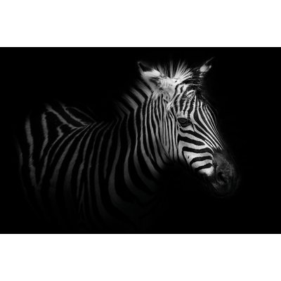 Tableau zebre dans la lumière HEXOA