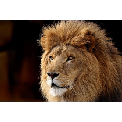 Tableau lion HEXOA