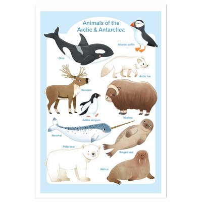 Affiche enfant animaux polaires HEXOA