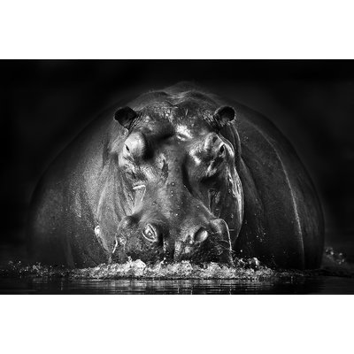 Tableau animaux portrait hippo HEXOA