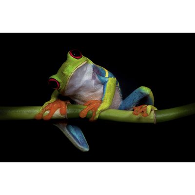 Tableau animaux Grenouille HEXOA