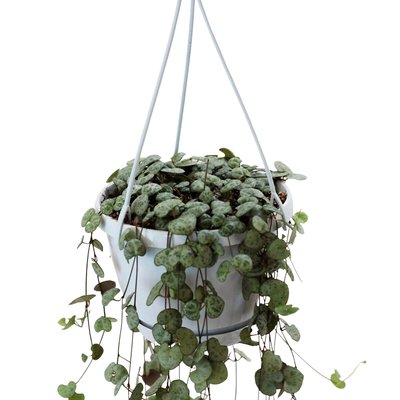 Planta Ceropegia Woodii, BIOMA BIOMA PLANTS