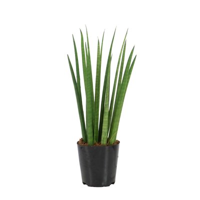 Planta Sansevieria Cylindrica, BIOMA BIOMA PLANTS