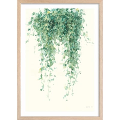 Affiche plante succulente illustrée HEXOA